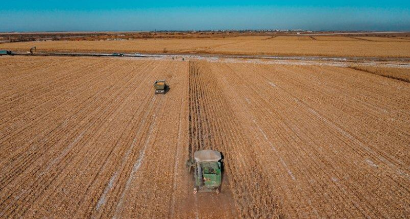 Приморье собрало урожай на 28 центнеров больше благодаря редкому жаркому лету