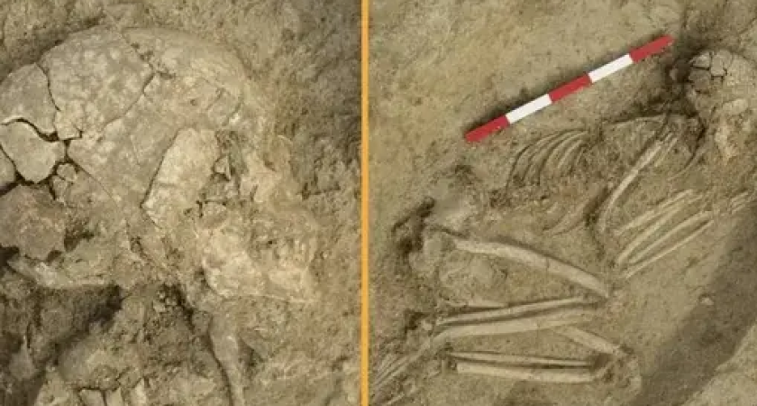 6000 лет назад подросток выжил после атаки льва с оголенным мозгом