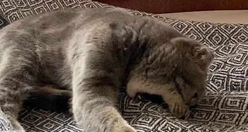 В Приморье вакцины от бешенства хватит только на 700 человек вместо 5 тысяч