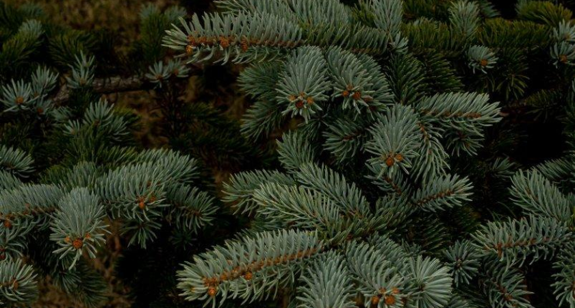 «Ёлочные» клещи: центр России в панике, Приморье спокойно