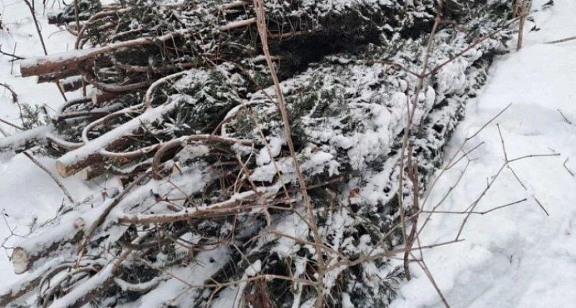 За пять дней до Нового года ловили браконьеров елок на 2,4 млн рублей