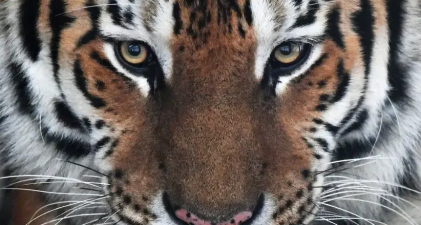 90% раненых тигров: почему хищники вторгаются в поселения Приморья