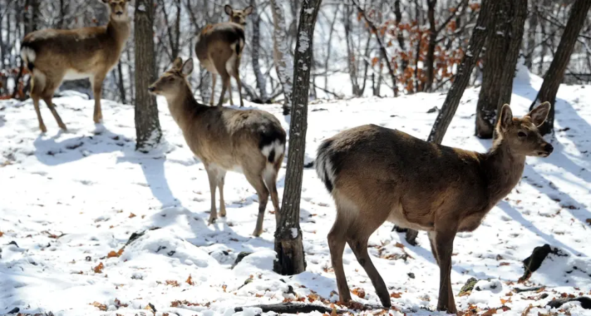 Приморье изъяло 132 орудия: браконьеры заплатили 2,5 млн рублей штрафов