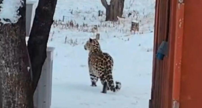 Дальневосточный леопард вышел к людям в Приморье — редкий знак восстановления популяции