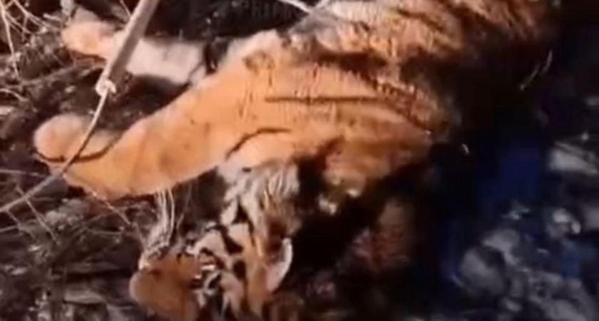 Четырнадцатый тигр года: молодого хищника отловили под Барабашом