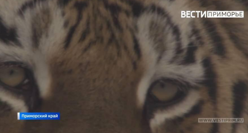 Трехлетнего тигра с GPS-ошейником выпустят в тайгу подальше от людей