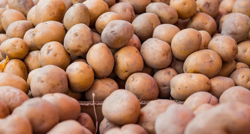 Приморье заготовило 90 тысяч тонн овощей и картофеля на зиму