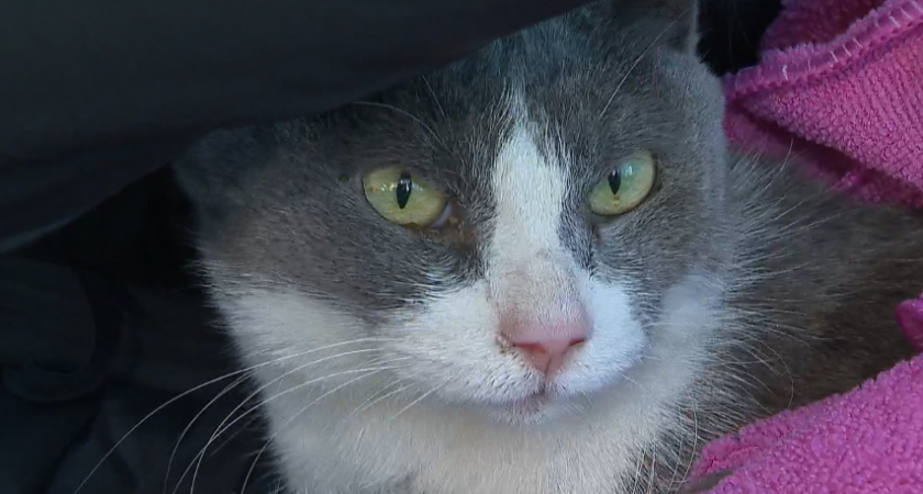 Месячный поиск завершен: кот Милан нашелся во дворе телевидения худой, но живой