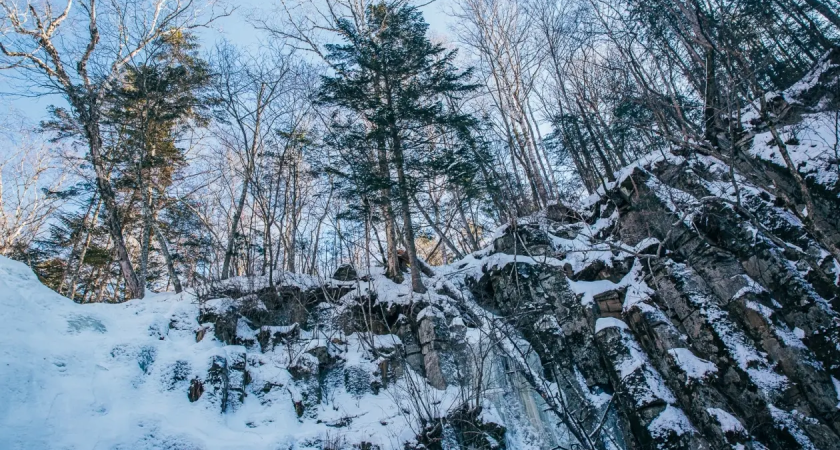 Опасный тигр охотится в Приморье: жителей просят закрывать собак