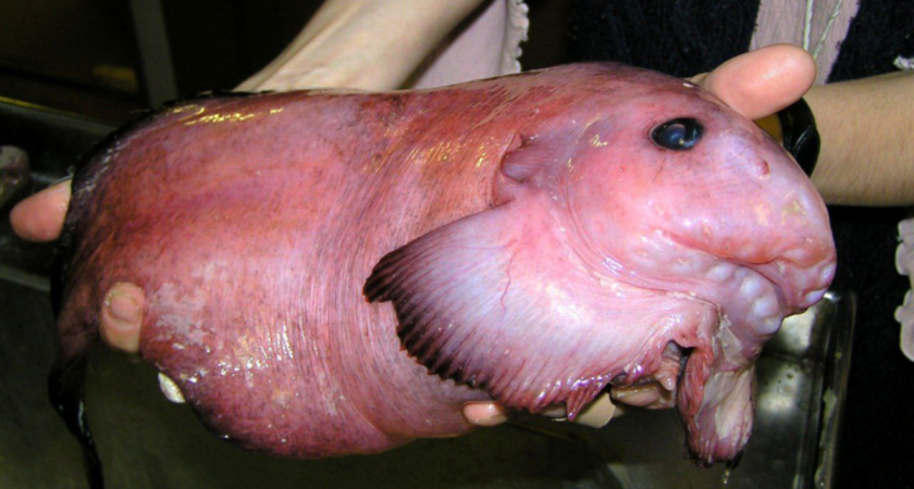 Икру загадочных «морских слизней» нашли в жабрах краба и впервые вырастили рыб