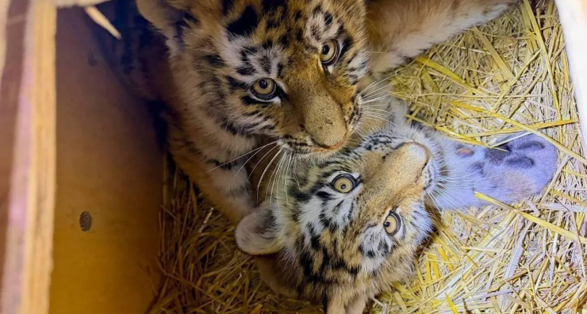Двух из четырех найденных тигрят-сирот спасают в тяжелом состоянии