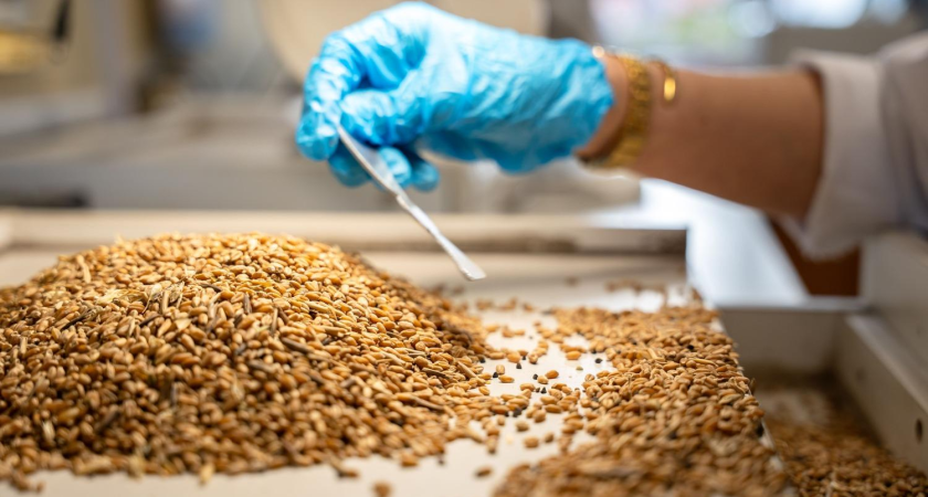 36,5 тонн приморской пшеницы заражены опасным клещом: зерно теряет питательность