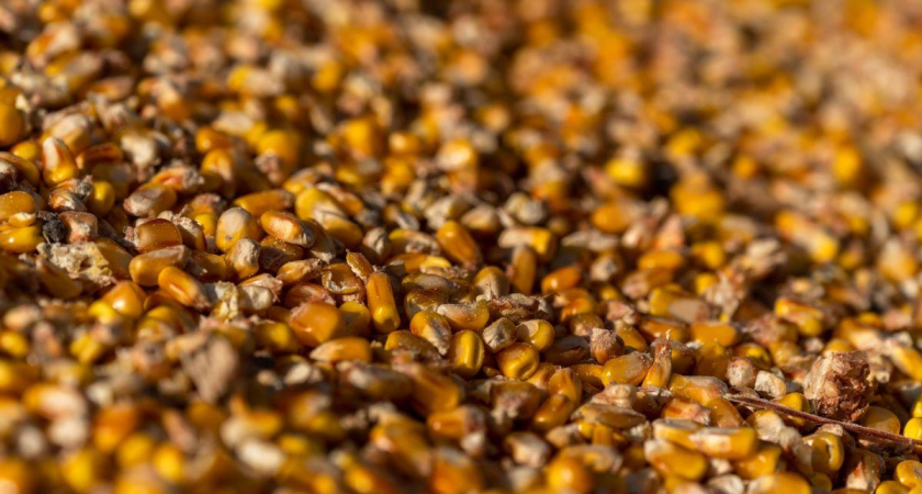 300 тонн опасной кукурузы: в Приморье обнаружено превышение влаги на 16%, грозящее микотоксинами