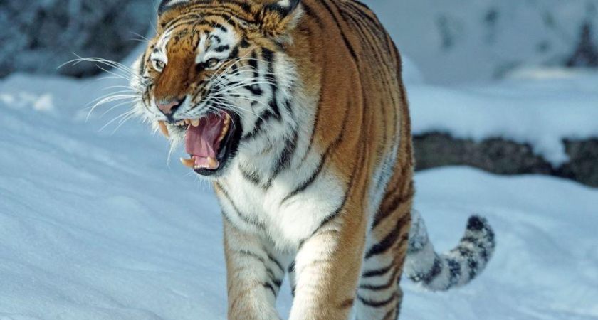 «Более 130 раз дикие тигры преследовали приморцев: два случая закончились трагедией»