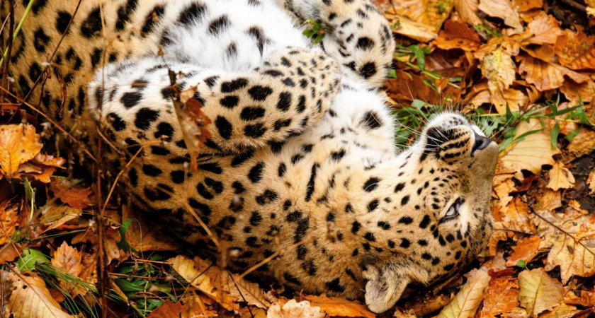 Леопарды, тигры и медведи Приморья под круглосуточным цифровым надзором: «Земля леопарда» переходит на онлайн-слежку