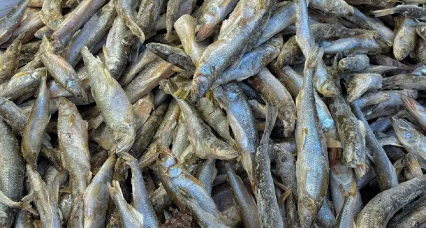 Редкое угощение: почему корюшка пропала с рынков Владивостока и где найти символ зимнего промысла