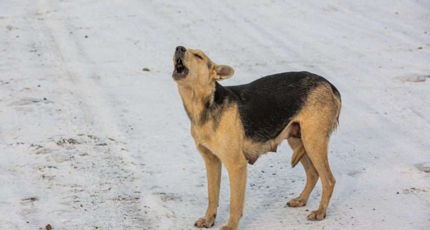 Эпидемия чумы у собак в Приморье: ветеринар связывает летнюю вспышку с критическим дефицитом вакцин