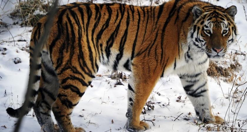 Трехлетний амурский тигр устроил фотосессию с ловушкой ТАСС, оторвав шнур и повалив камеру на землю