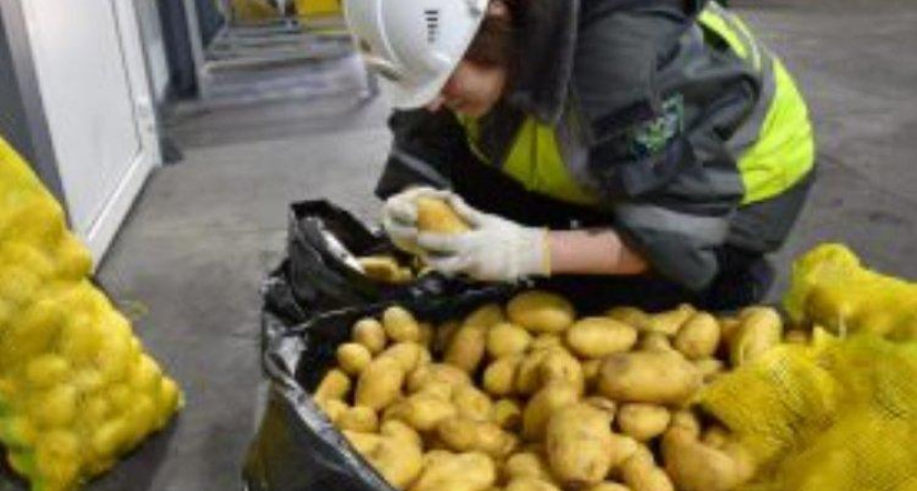 Опасная находка: 30 тонн китайского картофеля с южноамериканской молью развернули на границе Приморья