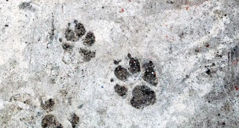 Ночной убийца в полосатой шкуре: тигр-рецидивист растерзал 4 собаки за неделю в Ракитном