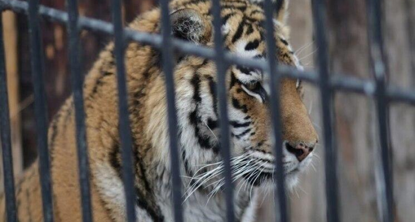 Восьмой хищник за год: в Приморье поймали тигра-самца, державшего в страхе села Уссурийского округа