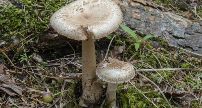 Четыре неизвестных науке гриба обнаружены в нетронутых лесах Сихотэ-Алиня