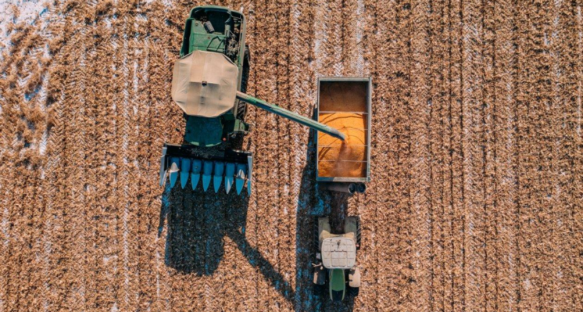 616 тонн кукурузы забраковано в Приморье из-за превышения влажности на 0,7%