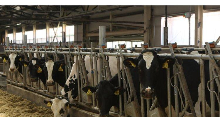 Рекордные 10 тонн молока в год: как коровы Приморья стали чемпионами Дальнего Востока