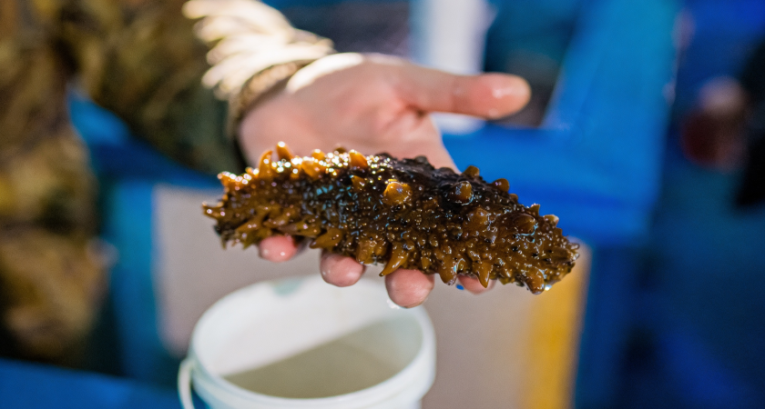 Приморский стартап получил 5 млн на элитный спортпит из трепанга, заменяющий импортные аналоги