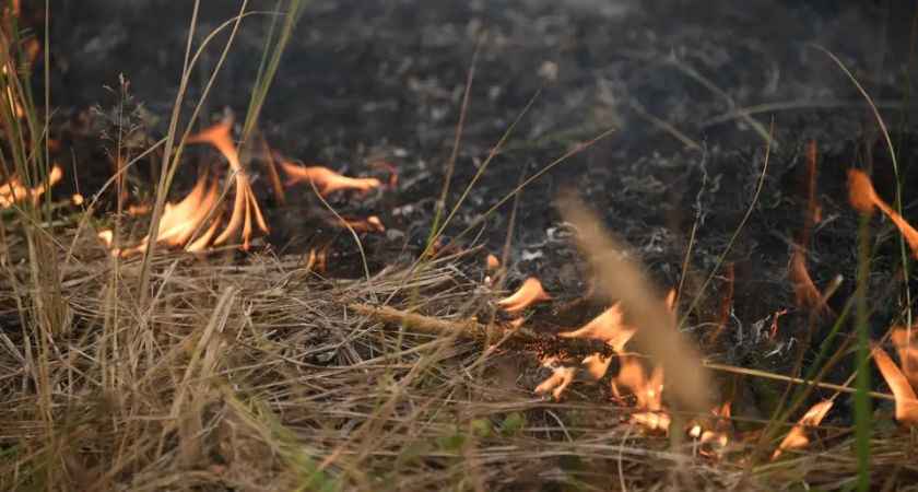 Пожары охватили 1000 гектаров: в Приморье создали экстренный штаб после массовых поджогов травы