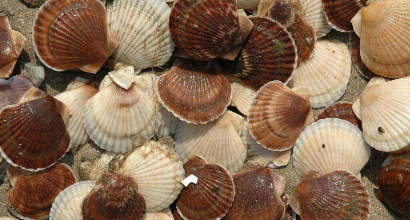 Минсельхоз вводит добровольный контроль для защиты «рыбных урожаев» аквакультуры с марта