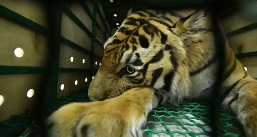 Ночной рейд: 9-й амурский тигр пойман у села Маргаритово в Приморье