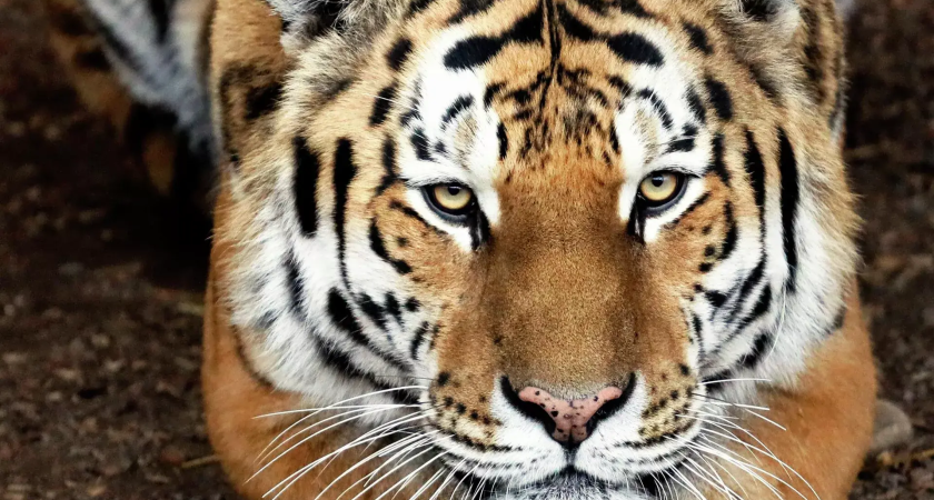 Редкий хищник убил человека: в 20 км от села в Приморье ловят амурского тигра, растерзавшего охотника