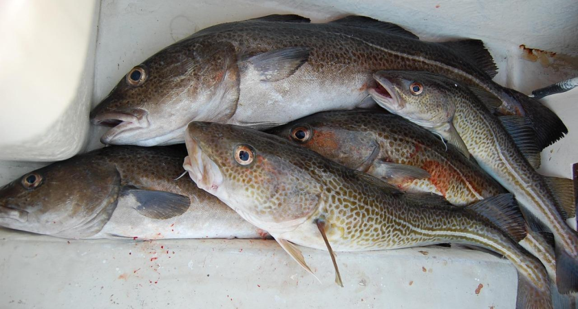 Азиатский прорыв: 15 тысяч тонн дальневосточных морепродуктов уплыли в Китай и Корею за 7 дней