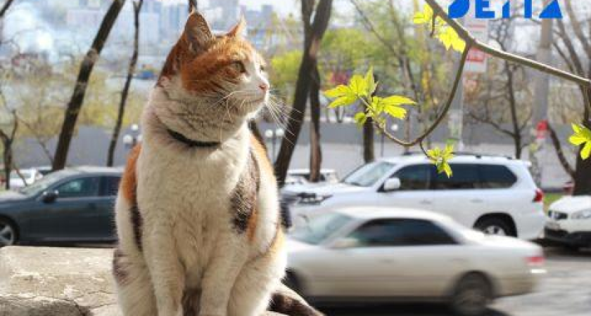 От -25 до +5: весенняя трансформация воздуха подарит Приморью долгожданное тепло на праздничной неделе