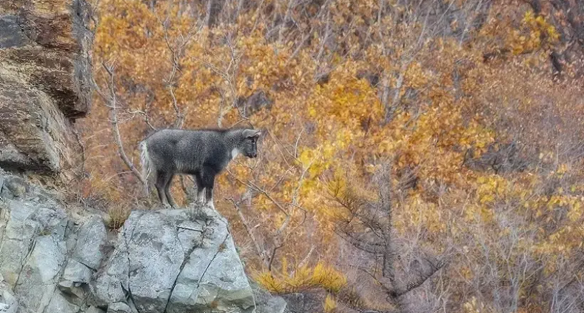 Редчайшего амурского горала изучат впервые за полвека в Приморье
