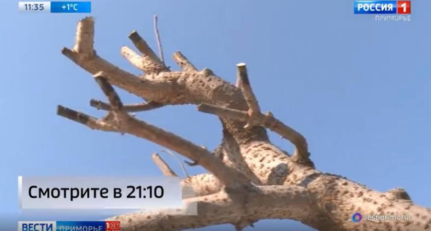 Штраф 700 тысяч за американский клён: Приморье готовит «чёрный список» растений