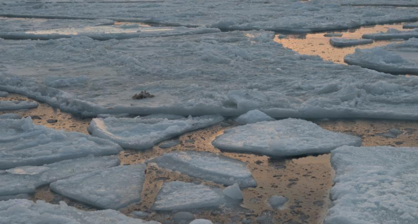 Ветер снёс лёд с заливов Владивостока — рыбаки в ловушке