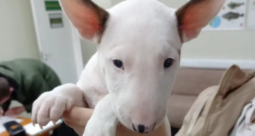 63 питомца покинули Владивосток: куда массово бегут с животными