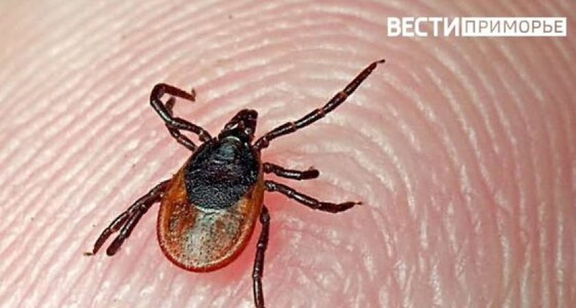 Клещи проснулись в Приморье, а жители не спешат прививаться