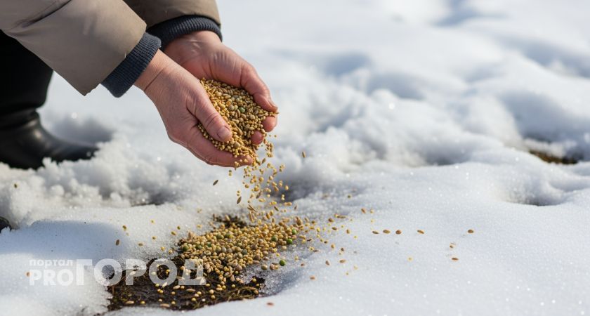 Беру дешевую крупу из магазина и разбрасываю по огороду зимой — весной навоз уже не нужен