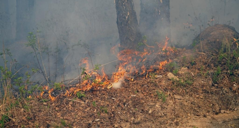 Во Владивостоке штрафуют на 60 тысяч за костры и мусор