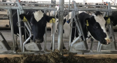 Приморье нарастило производство молока на 60% за 4 года: завозят по 1000 племенных коров ежегодно