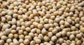 Приморские аграрии собрали рекордные 425 тысяч тонн сои — вдвое больше прошлогоднего
