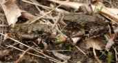 Более 20 лягушек нового рода Glandirana впервые найдены у границы с Китаем