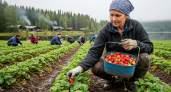 Финская клубника и грязные деньги: я поехала на заработки в Европу — вот что из этого вышло