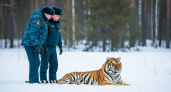 Гигантский тигр весом 140 кг пойман в селе Приморья: четвертый хищник с начала года