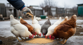 Старинный деревенский секрет для зимней яйценоскости: одна добавка в корм и куры несутся как летом