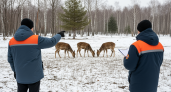 Олени на 10 миллионов: в Приморье создадут гигантскую «кормушку», чтобы защитить людей от голодных тигров