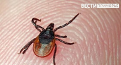 Клещи проснулись в Приморье, а жители не спешат прививаться